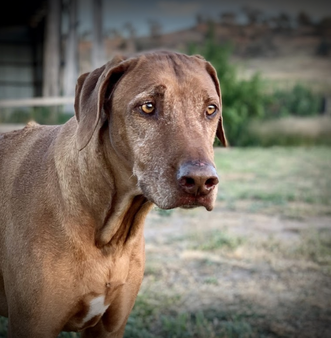  Sweet Coco Bear's trip home to Australia